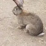 Een konijn op kinderboerderij van De Roek op de Veluwe