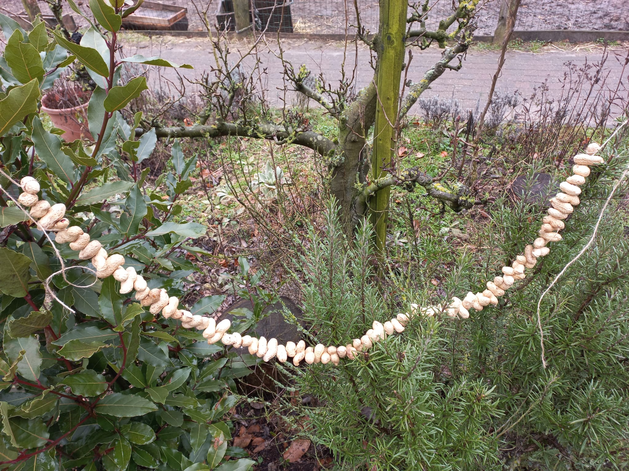 De pindaketting kunt u gemakkelijk ophangen in uw tuin