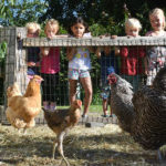 Kippen op de kinderboerderij van De Roek