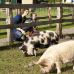 Varkens op de kinderboerderij van De Roek op de Veluwe
