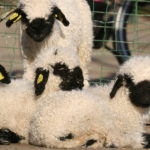 Lammetjes op de kinderboerderij van De Roek op de Veluwe