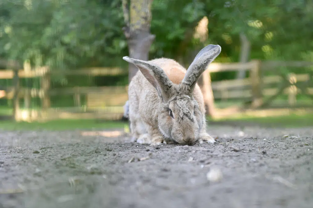 Konijn op de kinderboerderij van De Roek op de Veluwe