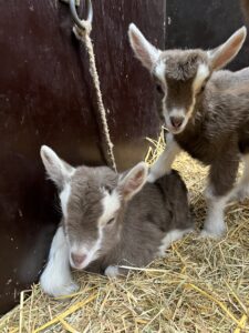 Lammetjes samen in de stal van de Roek