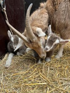 Lammetjes samen met moeder Suzan