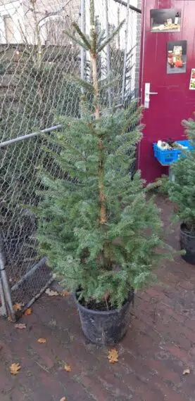Adopteer een kerstboom dit jaar