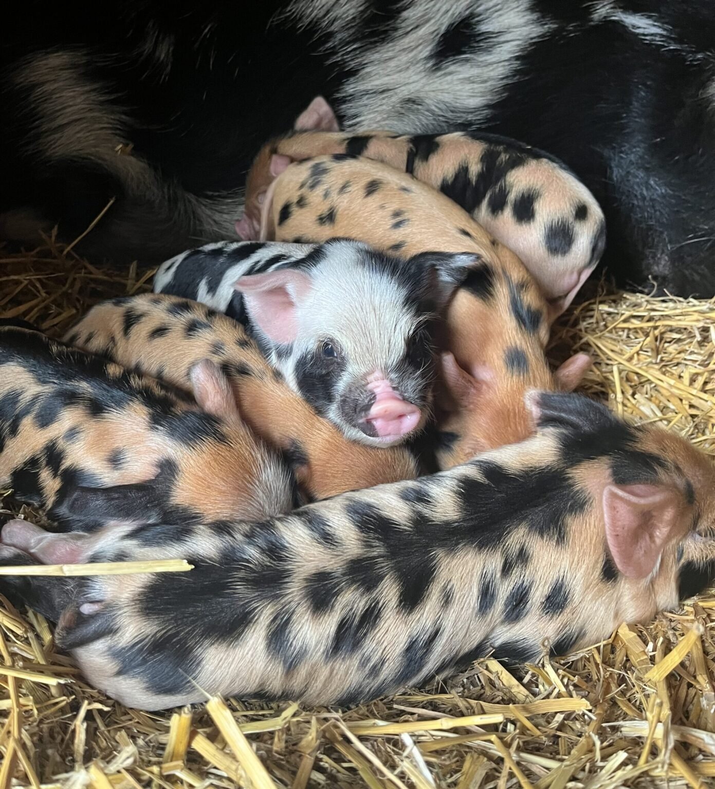 Biggetjes geboren op onze kinderboerderij