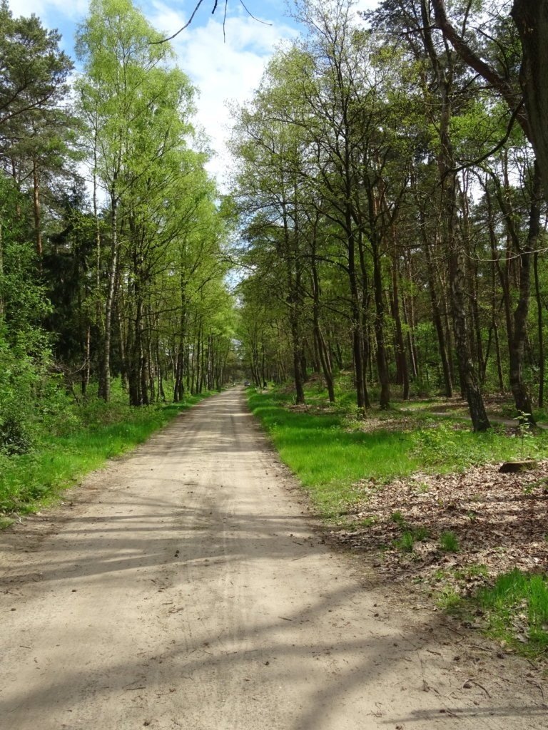 Bos 768x1024