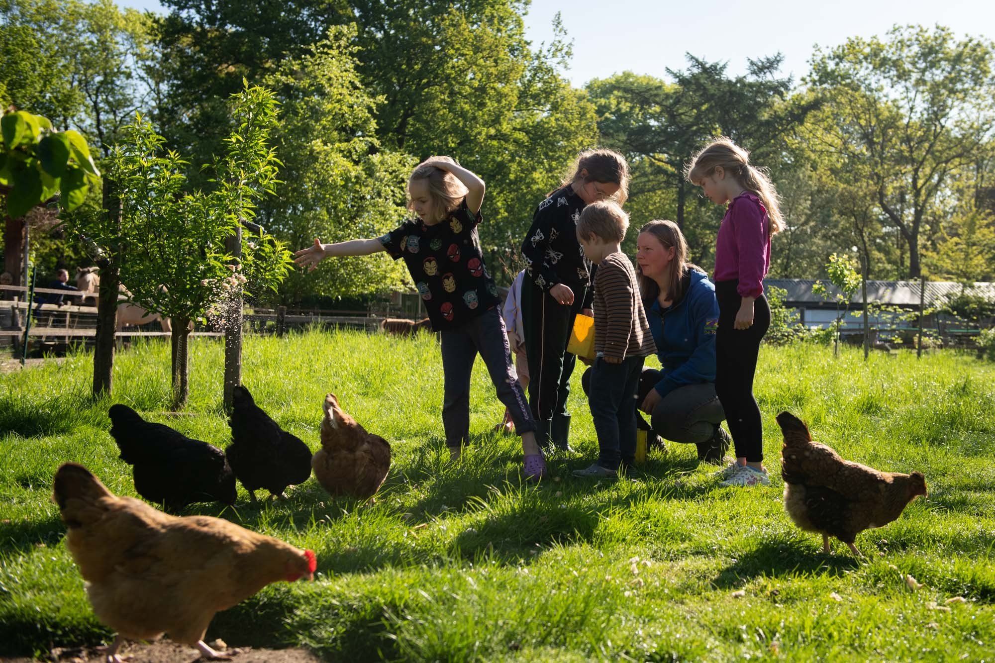 Dieren voeren 3 kippen
