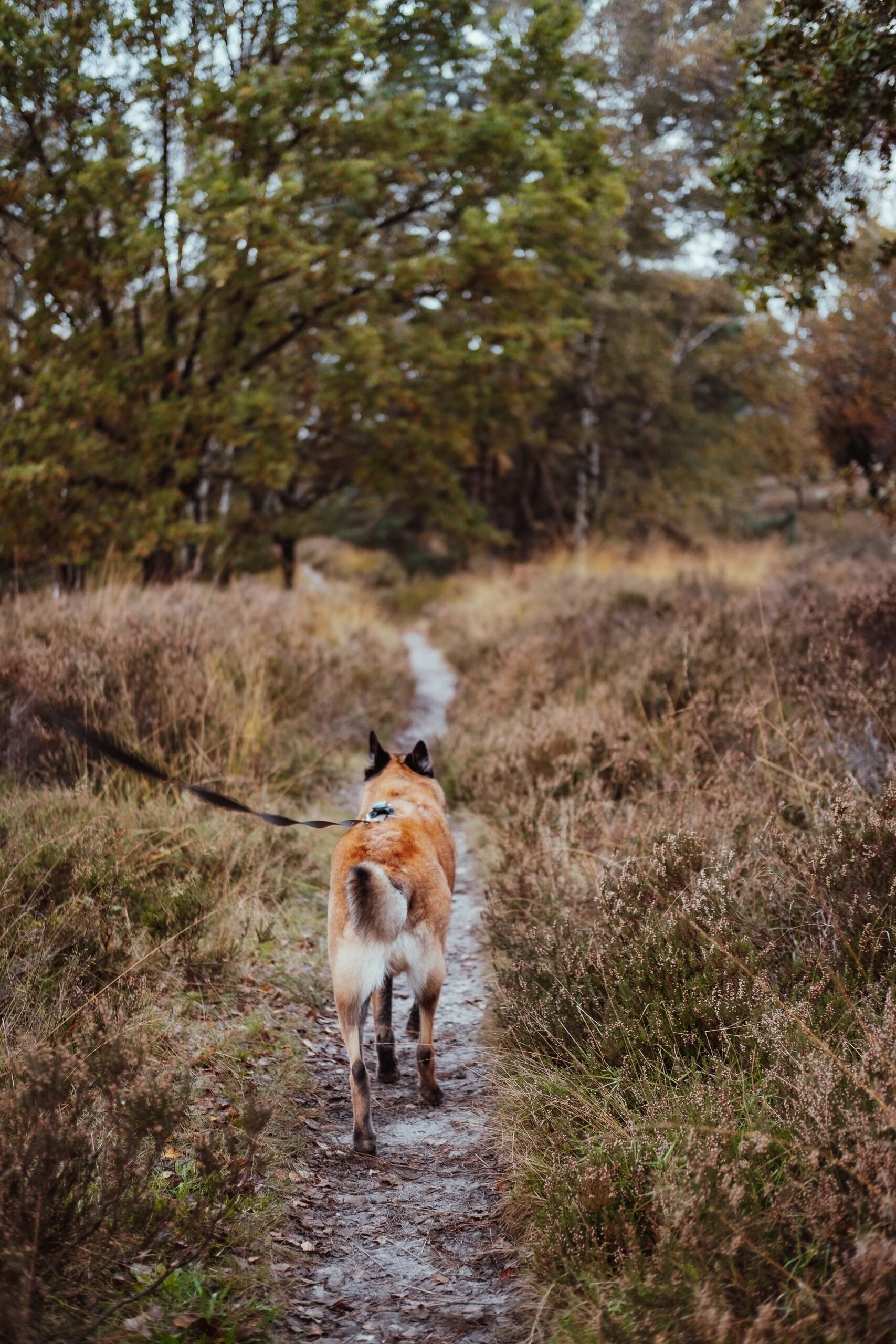 Hond uitlaten 6ab247543ab52