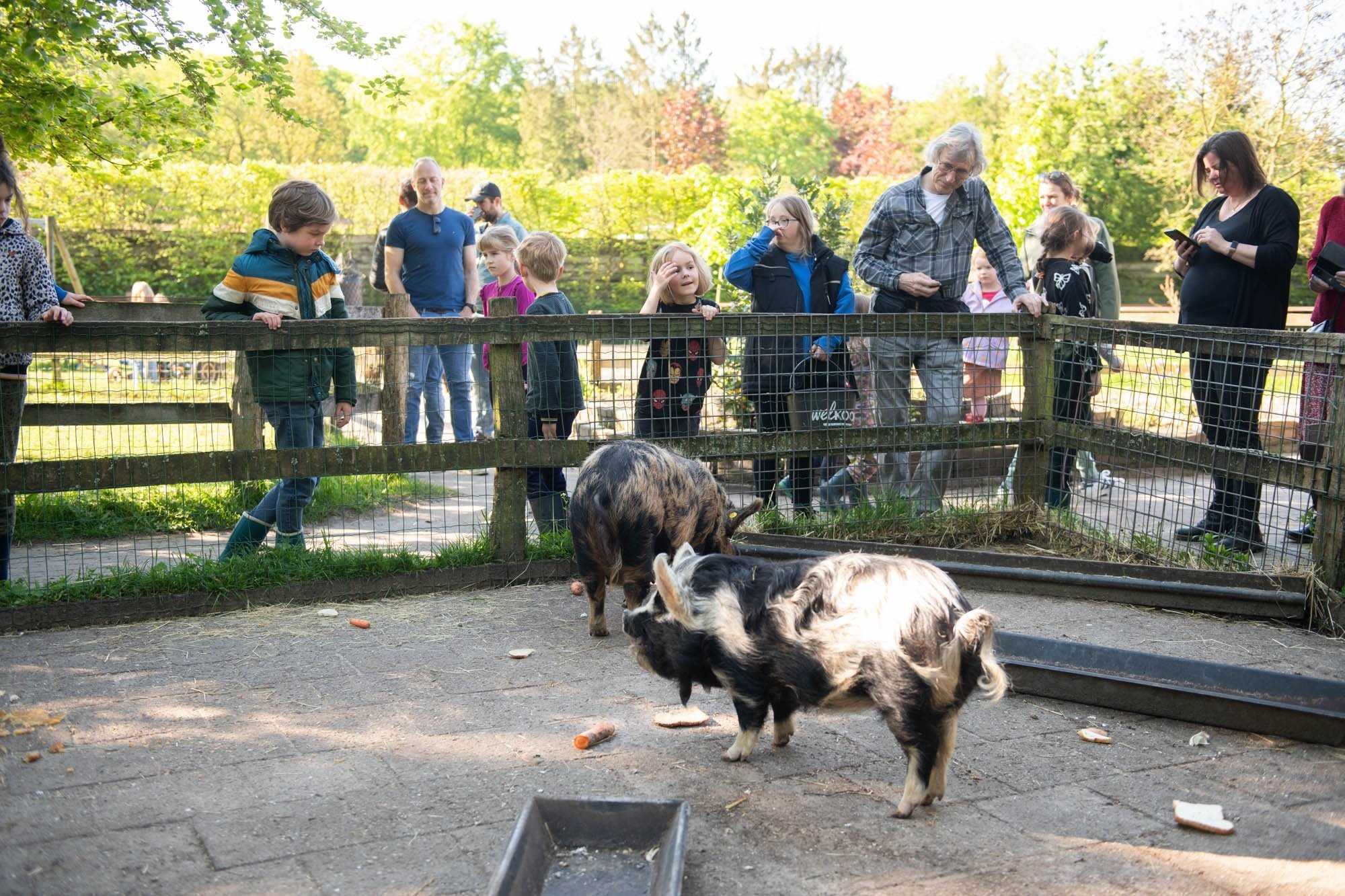Kinderboerderij 2