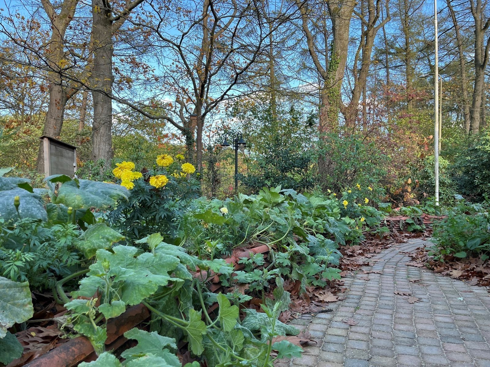 Lieveheersbeestje 18