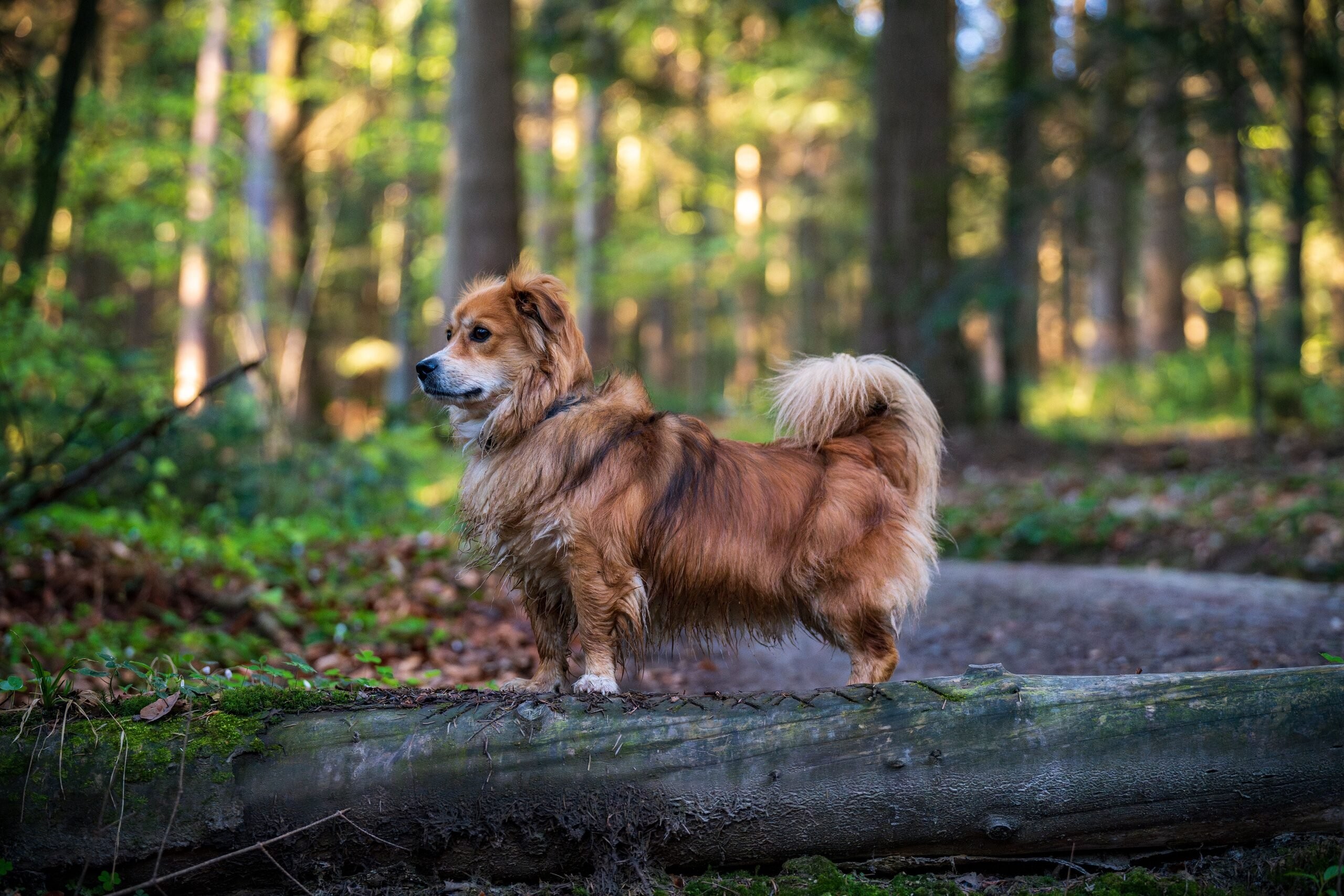 Met hond op vakantie