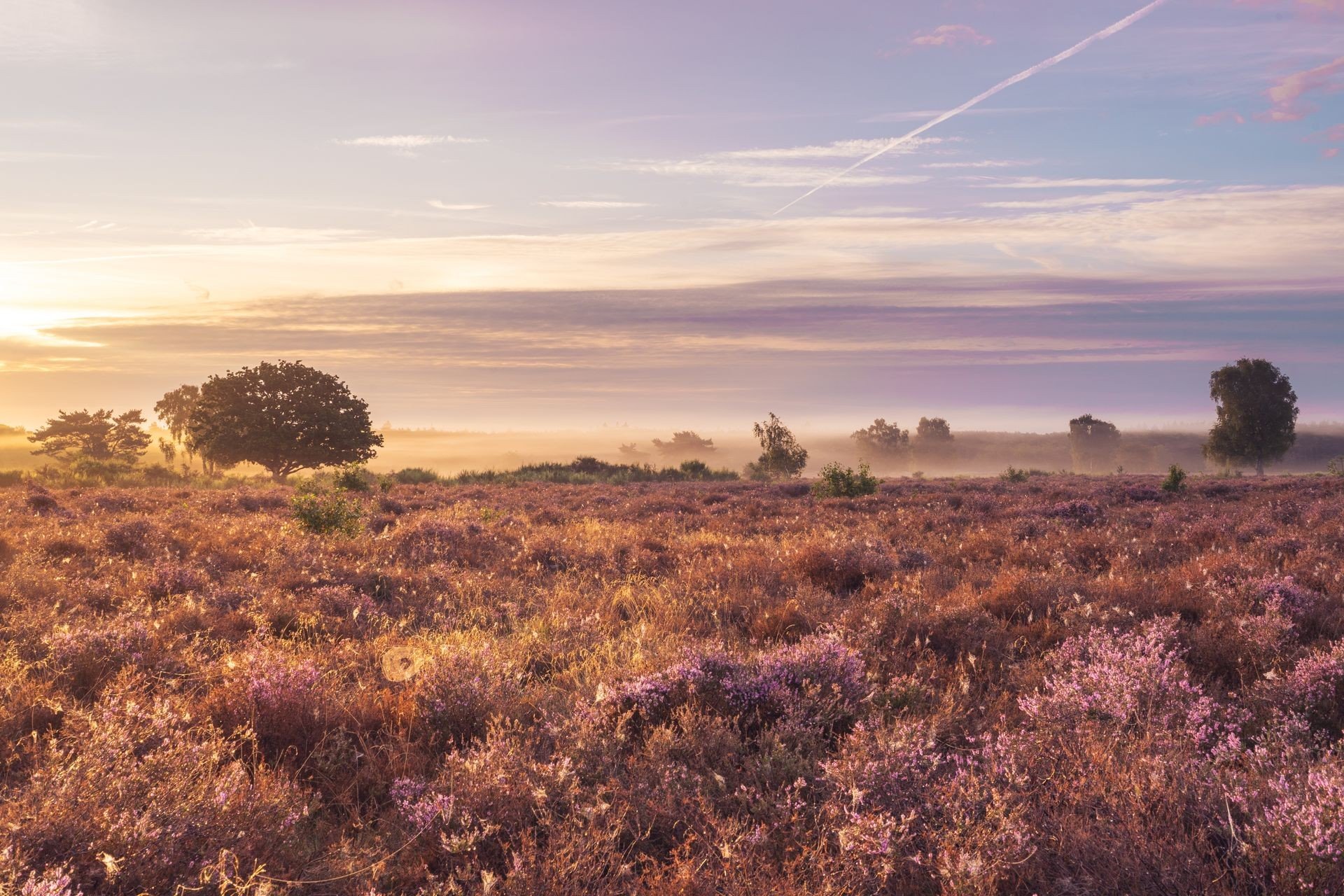 Natuur veluwe