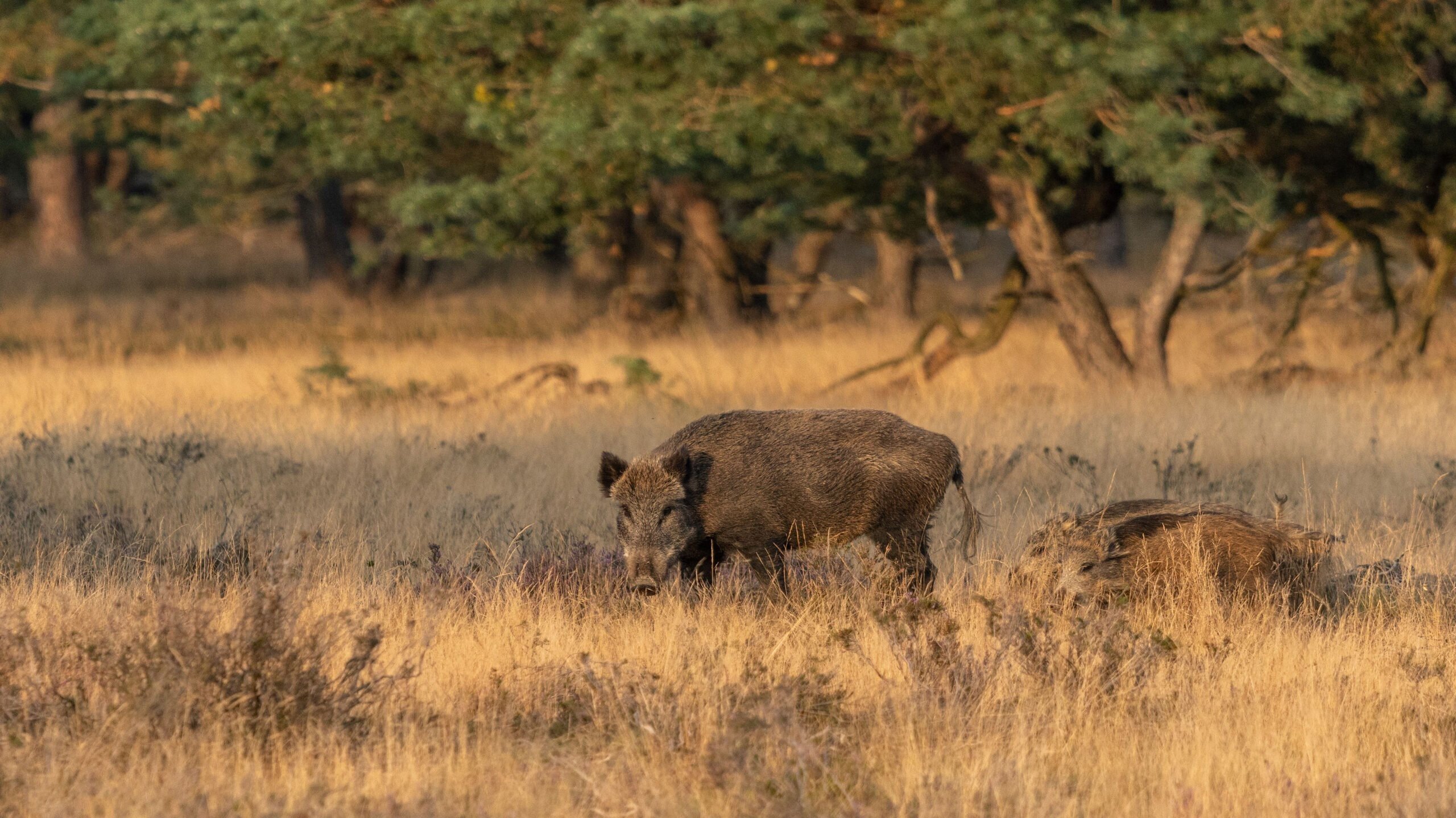 Natuurmonumenten lucas meinen oerrr speuren naar wild