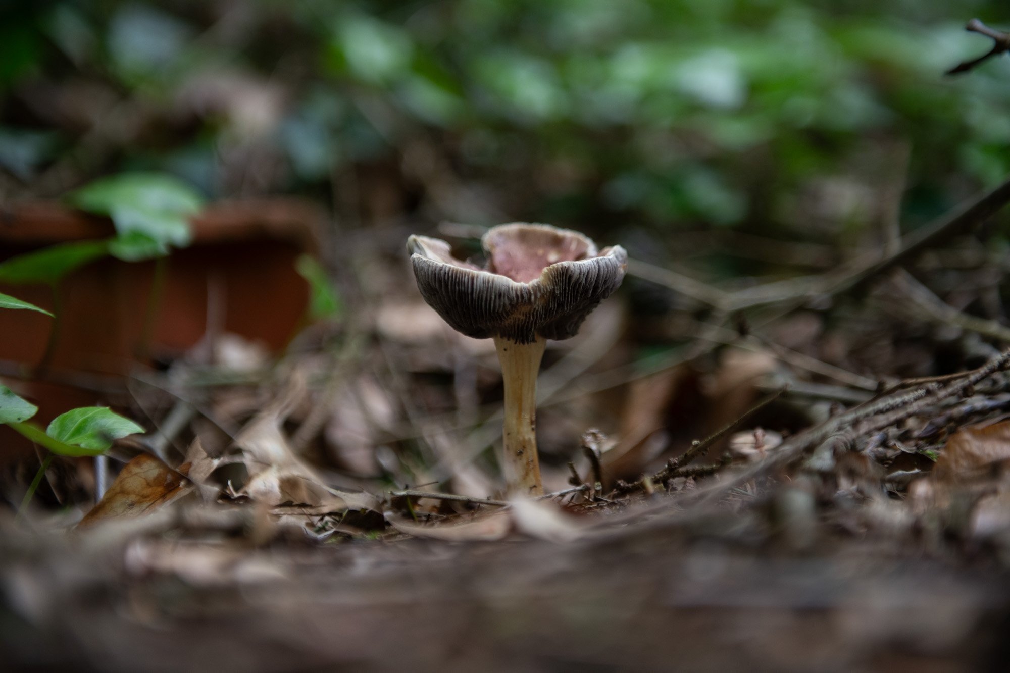 Voedselbos 3