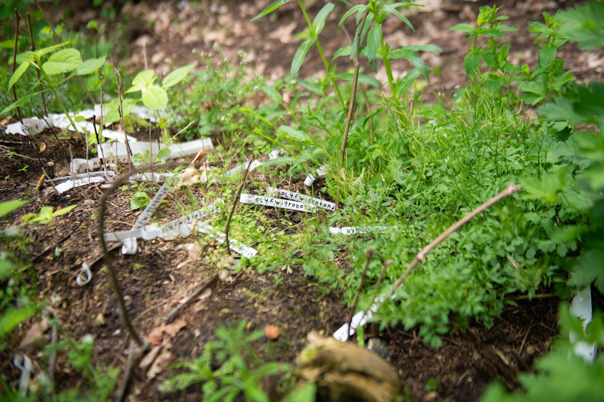 Eco-voedselbos